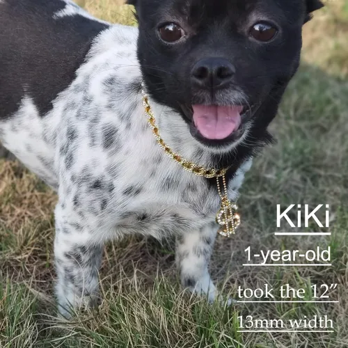 Vista 5 de Collar de oro para perro de 0.787 in, cadena de eslabones cubanos de circón, hecha a mano, diamante exagerado, dije de dólar de matón exagerado