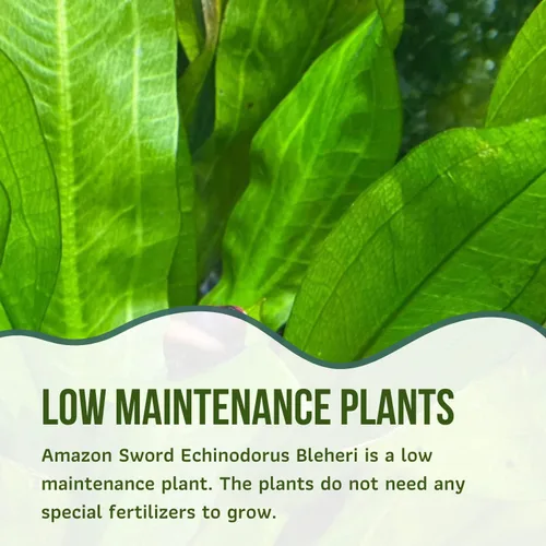 Vista 3 de Mainam Yaxa Sword Echinodorus Bleheri - Decoraciones tropicales de agua dulce para acuario (3 unidades)