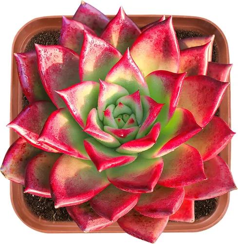 Vista 21 de Plantas de interior vivas suculentas "Bead Vine", tamaño aproximado de 2 pulgadas, suculentas en maceta, completamente enraizadas, de fácil cuidado